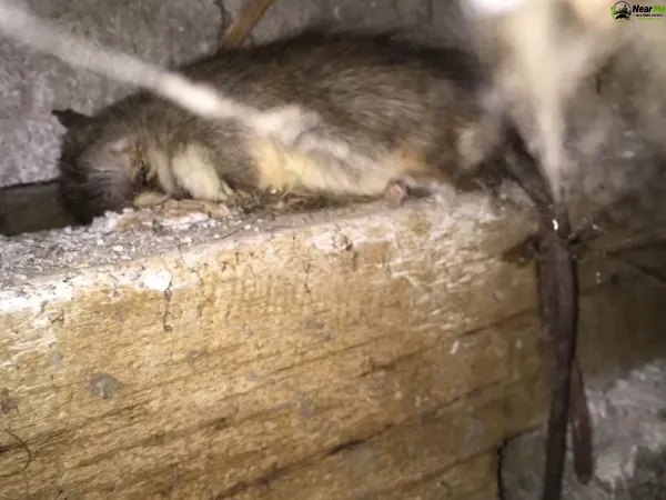 Dead Rat Removal Image Flat